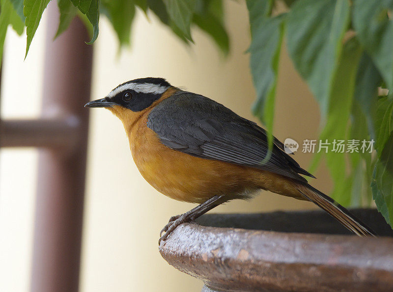 White-browed Robin-Chat